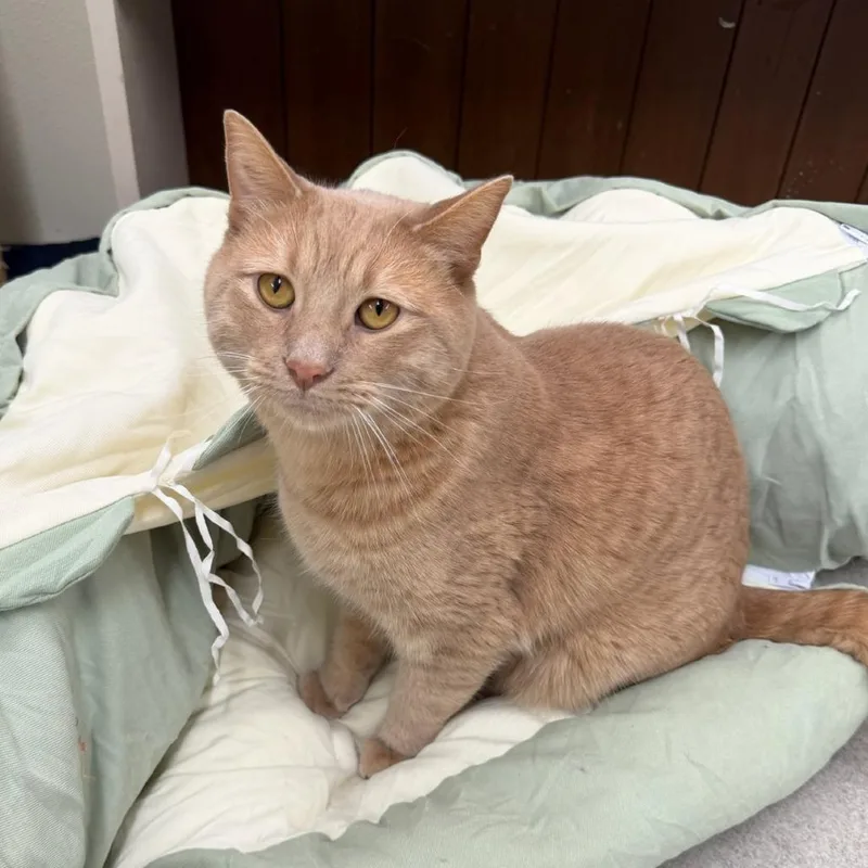 A young small-sized male Buff / Tan / Fawn Domestic Short Hair cat named Drew for adoption in Pontiac, IL