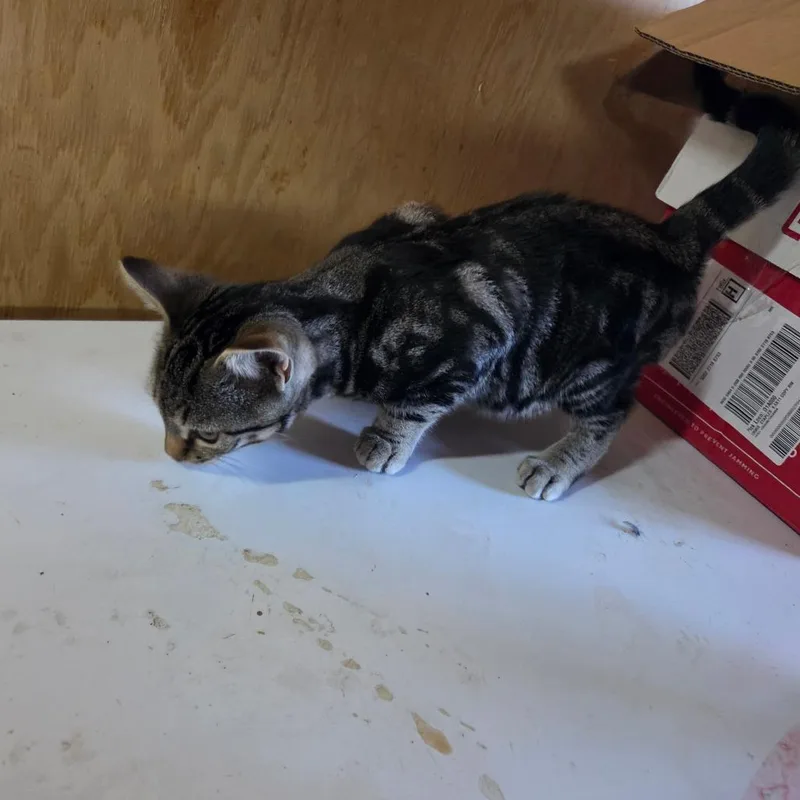 A baby small-sized male Brown / Chocolate Domestic Short Hair cat named A Winchester for adoption in Centralia, WA