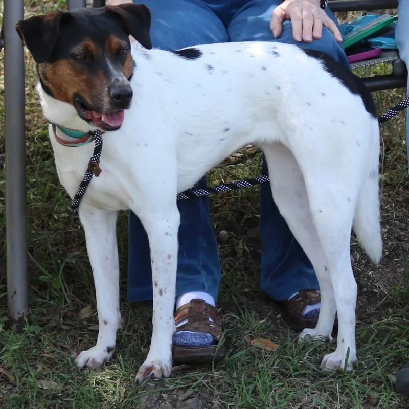 A young medium-sized female Cattle Dog dog named Astrid for adoption in Bandera, TX