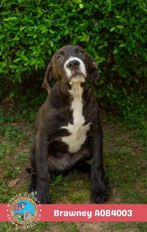 A young medium-sized male Brindle Plott Hound dog named Brawney for adoption in Mobile, AL
