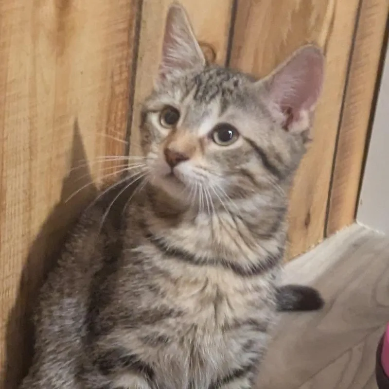 A baby small-sized female Brown / Chocolate Domestic Short Hair cat named Conch for adoption in Binghamton, NY