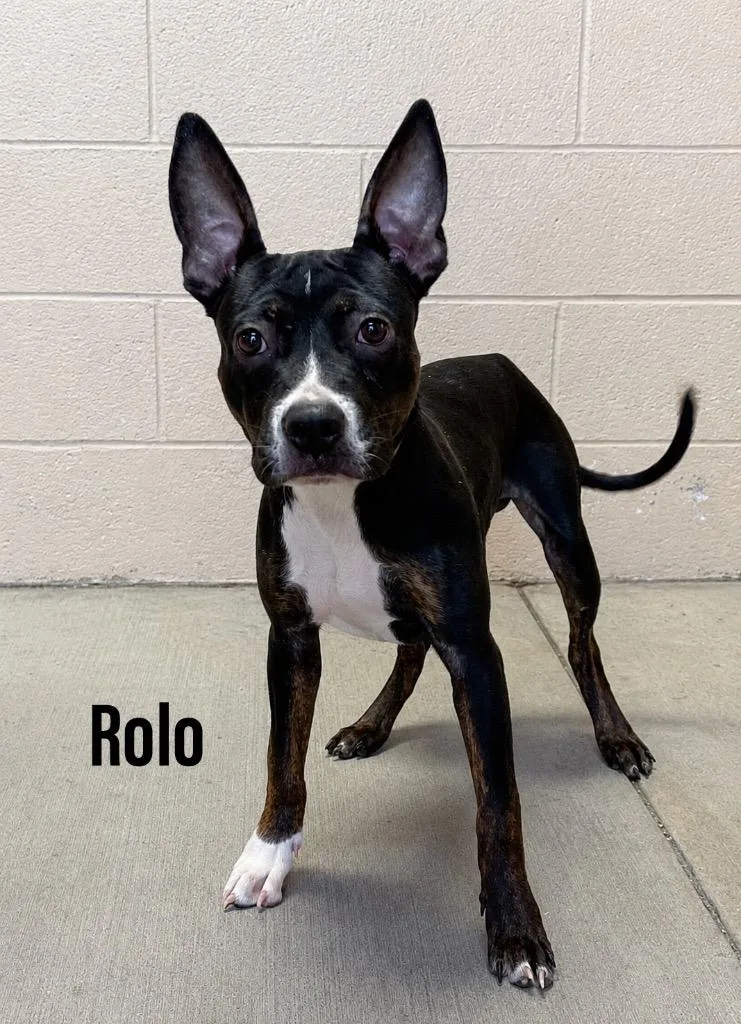 Rolo