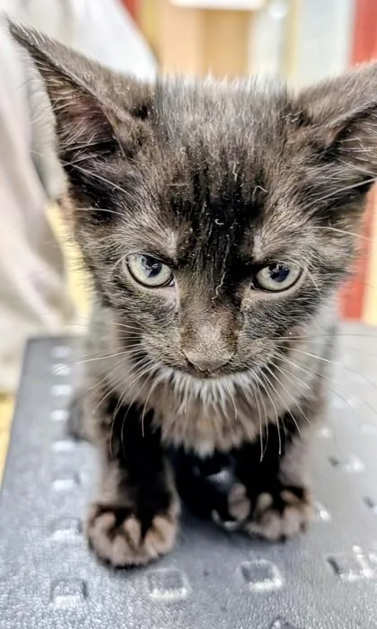 A baby small-sized female Domestic Short Hair cat named Best Buy for adoption in Independence, MO