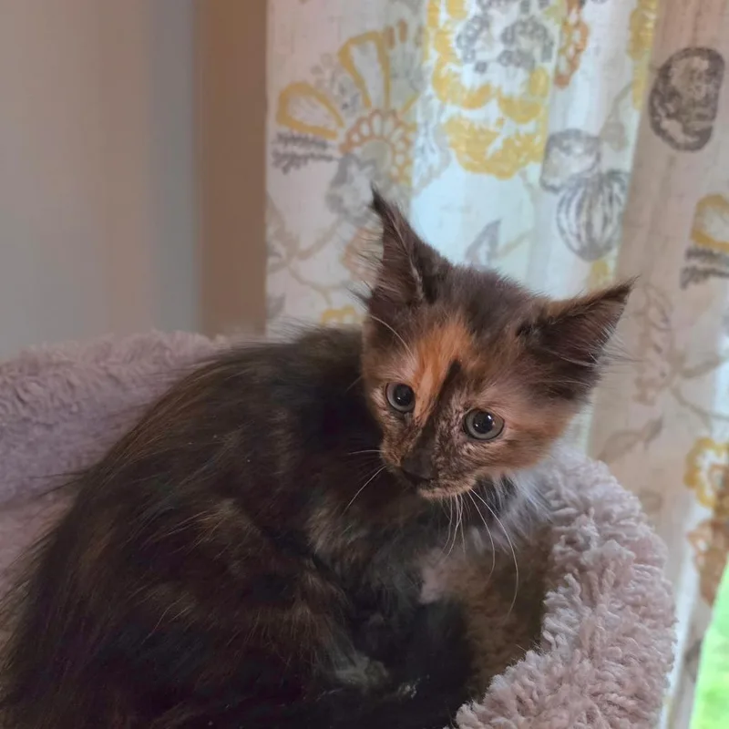 A baby small-sized female Domestic Medium Hair cat named Wednesday for adoption in Kansas City, MO