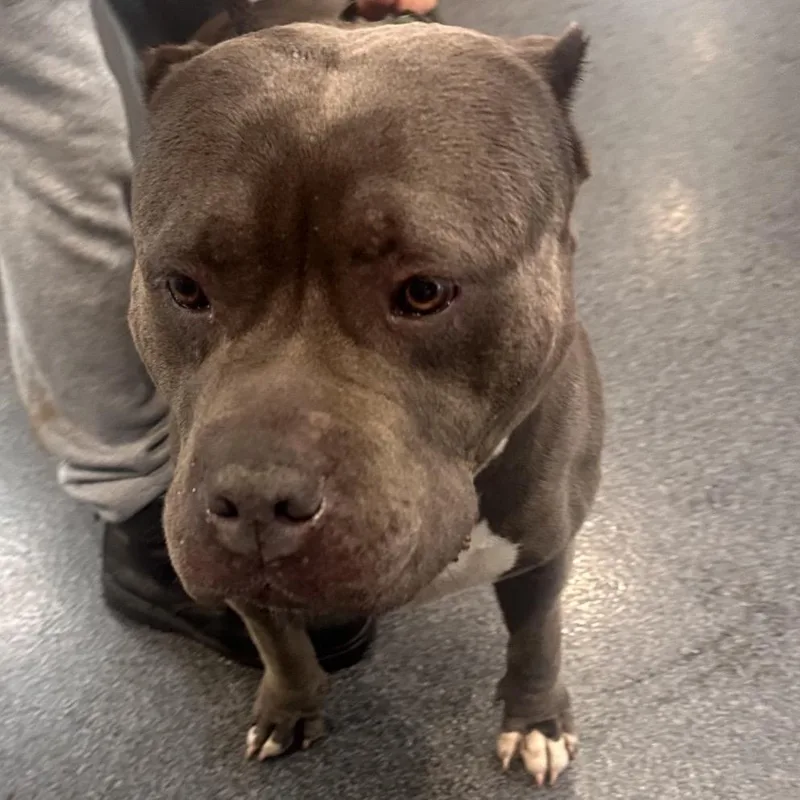 An adult extra large-sized female Gray / Blue / Silver Mixed Breed dog named LVHStray for adoption in Allentown, PA
