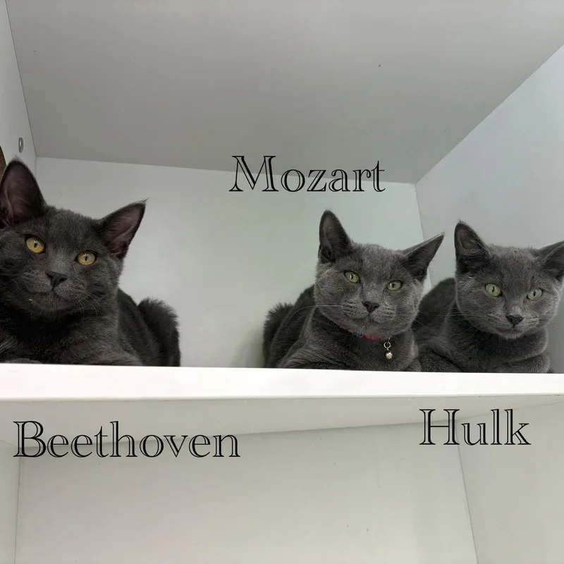 A young medium-sized male Gray / Blue / Silver Domestic Short Hair cat named Hulk for adoption in Spring Lake, NJ