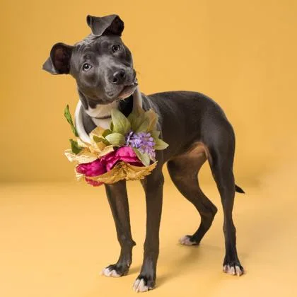 A young medium-sized female Pit Bull Terrier dog named Teagan for adoption in Atlanta, GA