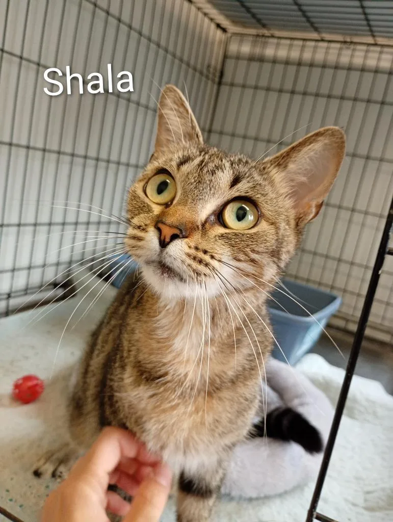 A young medium-sized female Domestic Short Hair cat named Shala for adoption in Saint James, MN