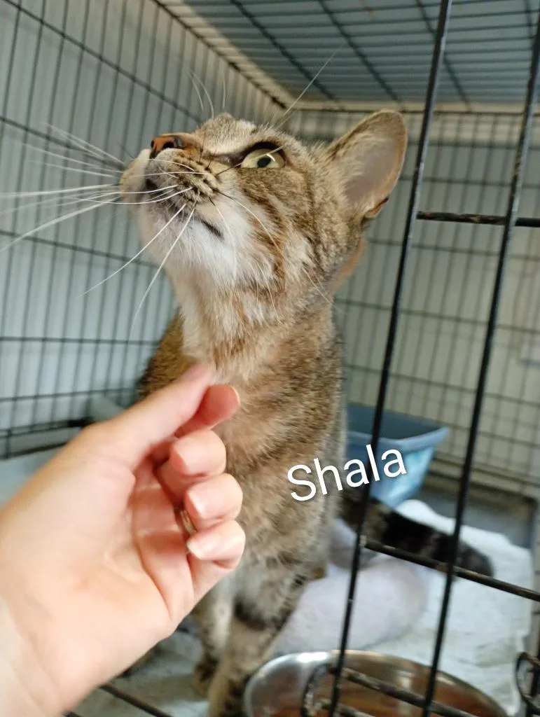 Shala thumbnail 3