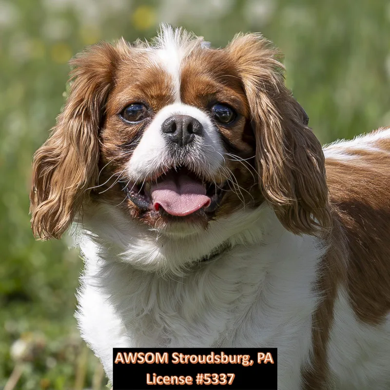 An adult medium-sized male Red / Chestnut / Orange Cavalier King Charles Spaniel dog named Chip for adoption in Stroudsburg, PA