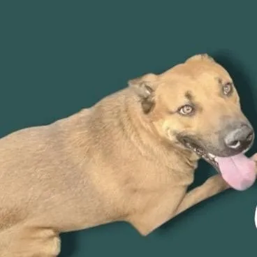 An adult medium-sized male Brown / Chocolate Mixed Breed dog named Pacey for adoption in Scottsdale, AZ