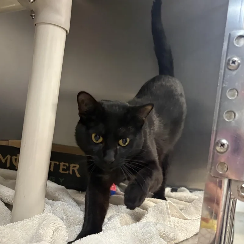 A young medium-sized male Black Domestic Short Hair cat named Beetle for adoption in Saint Charles, MO