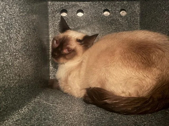 An adult medium-sized female Siamese cat named Tammy for adoption in Rancho Cucamonga, CA