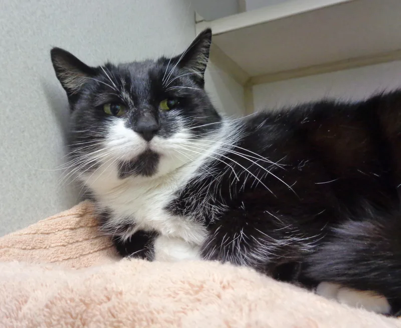 Veronica thumbnail 2