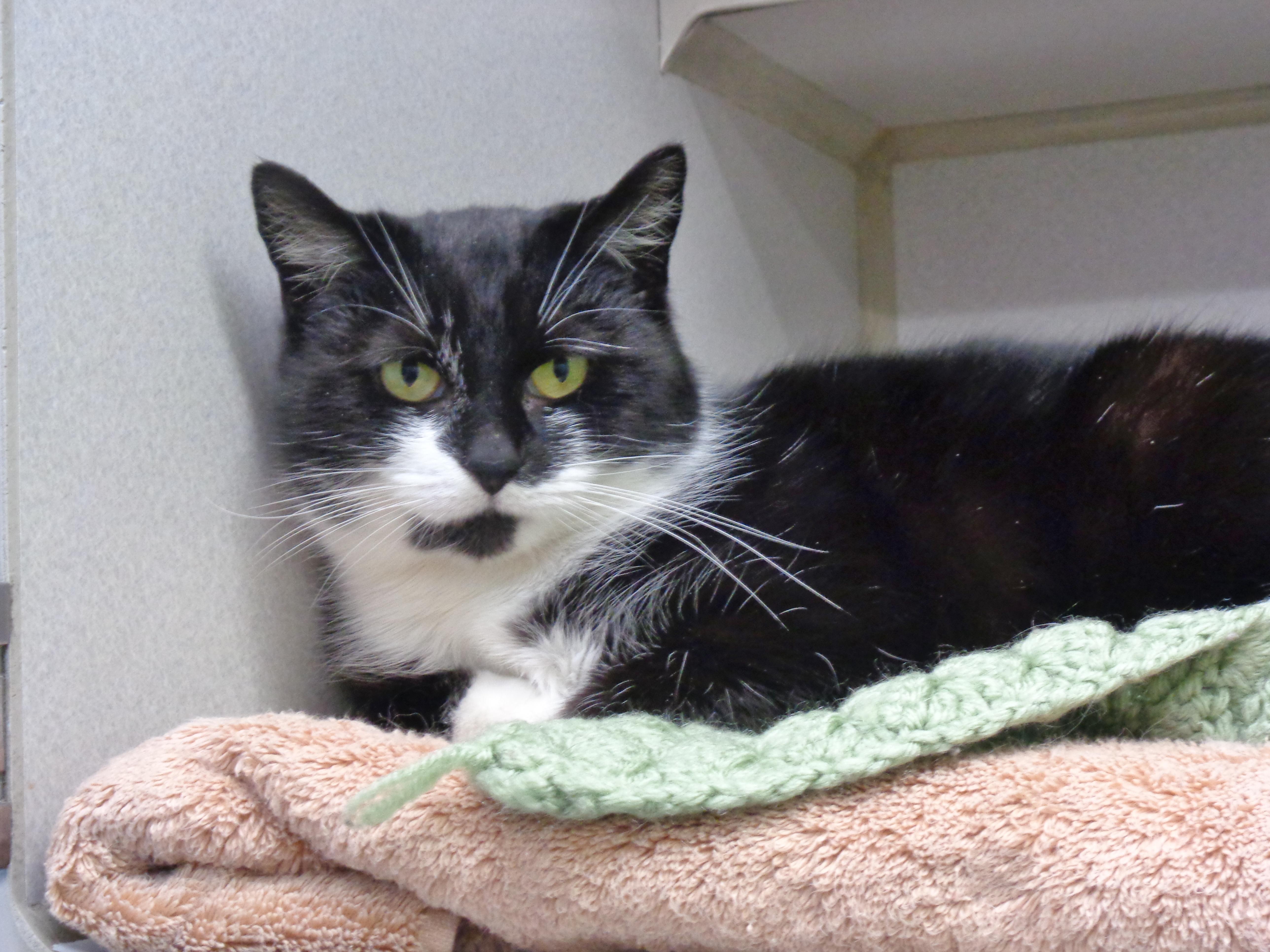 Veronica thumbnail 3