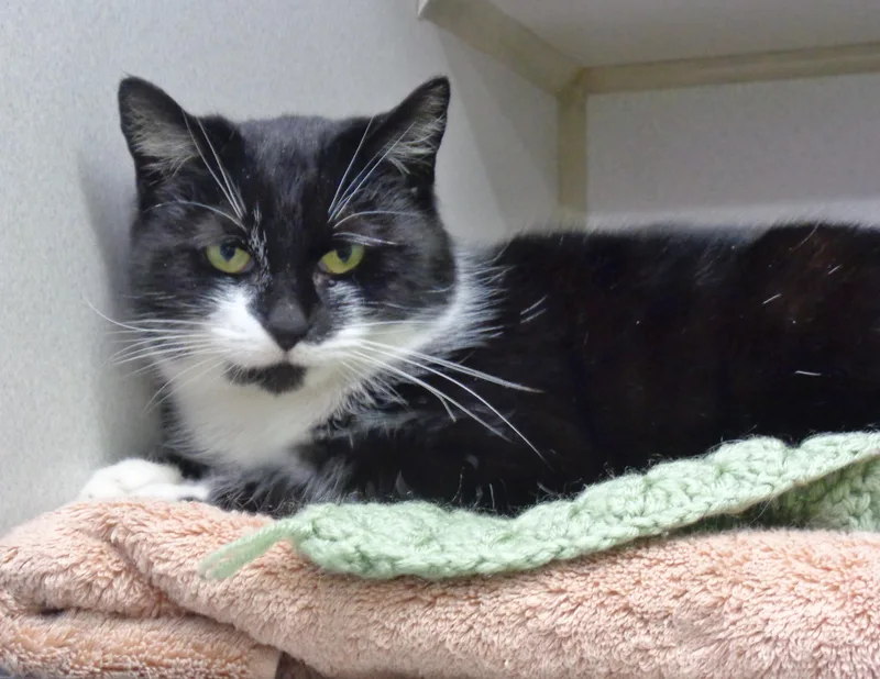 Veronica thumbnail 4