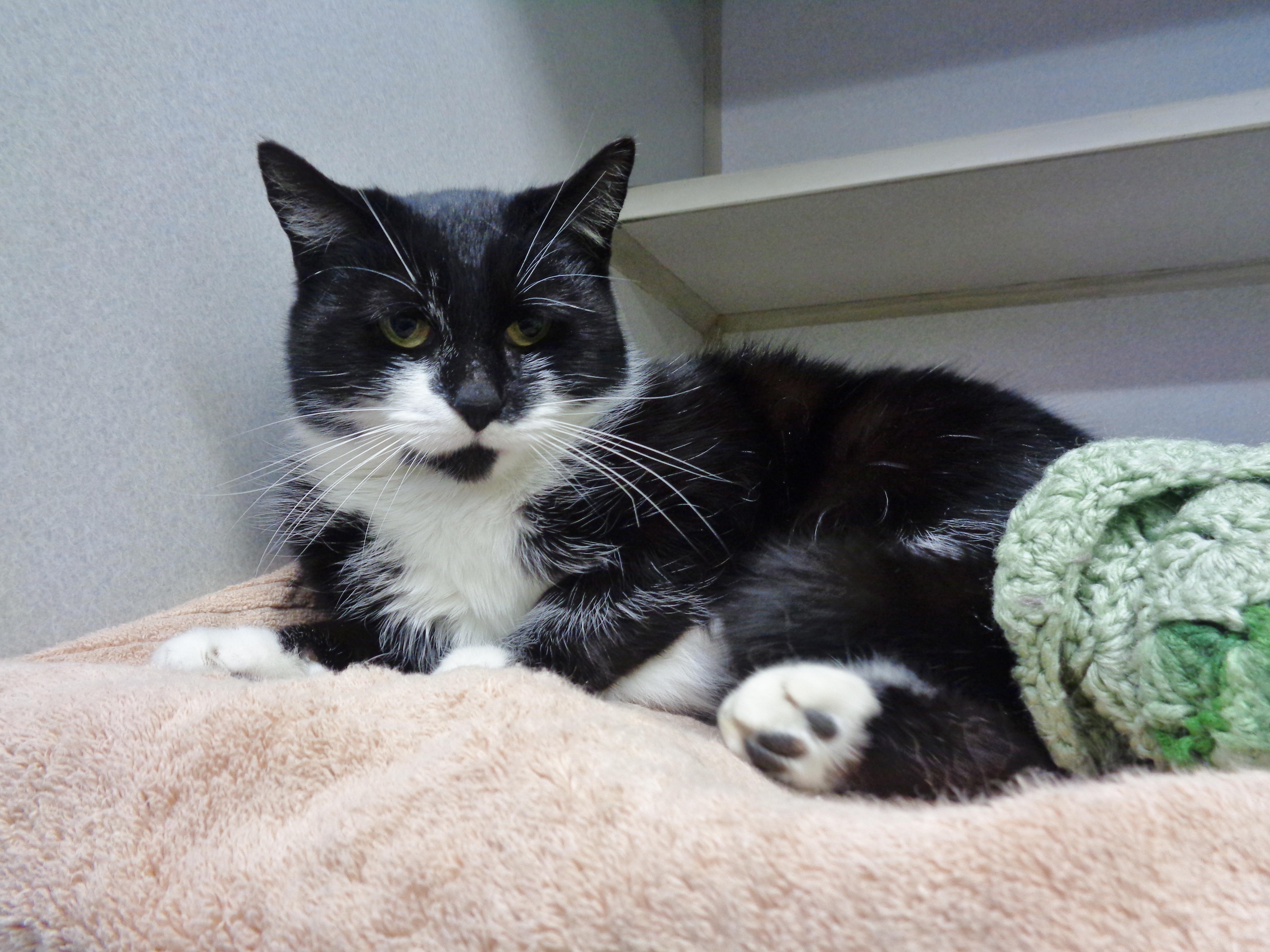 A young medium-sized female Black & White / Tuxedo Domestic Short Hair cat named Veronica for adoption in Delhi, NY