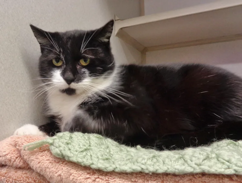 Veronica thumbnail 5