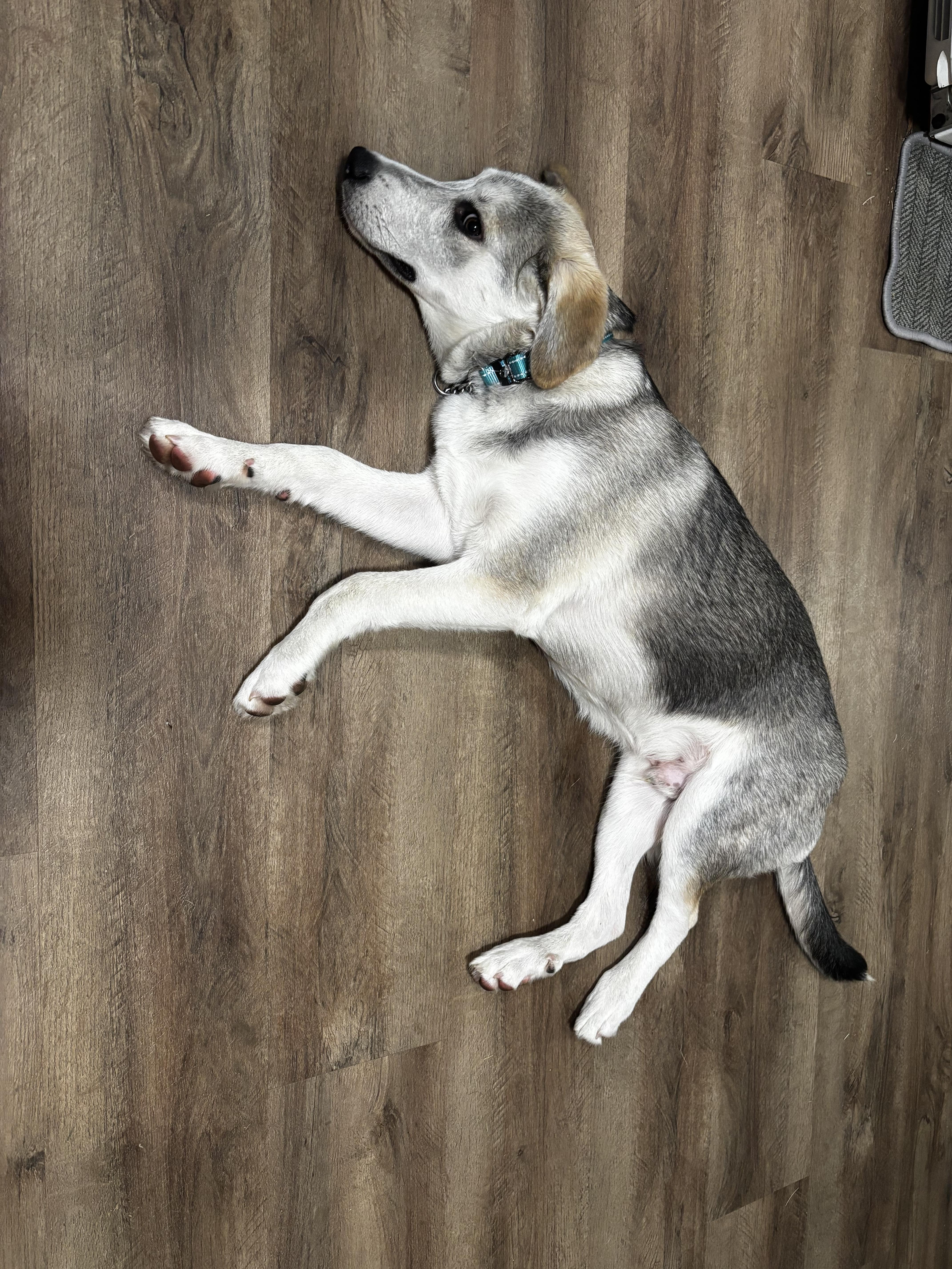 A baby medium-sized male German Shepherd Dog named Rocky for adoption in Paoli, IN