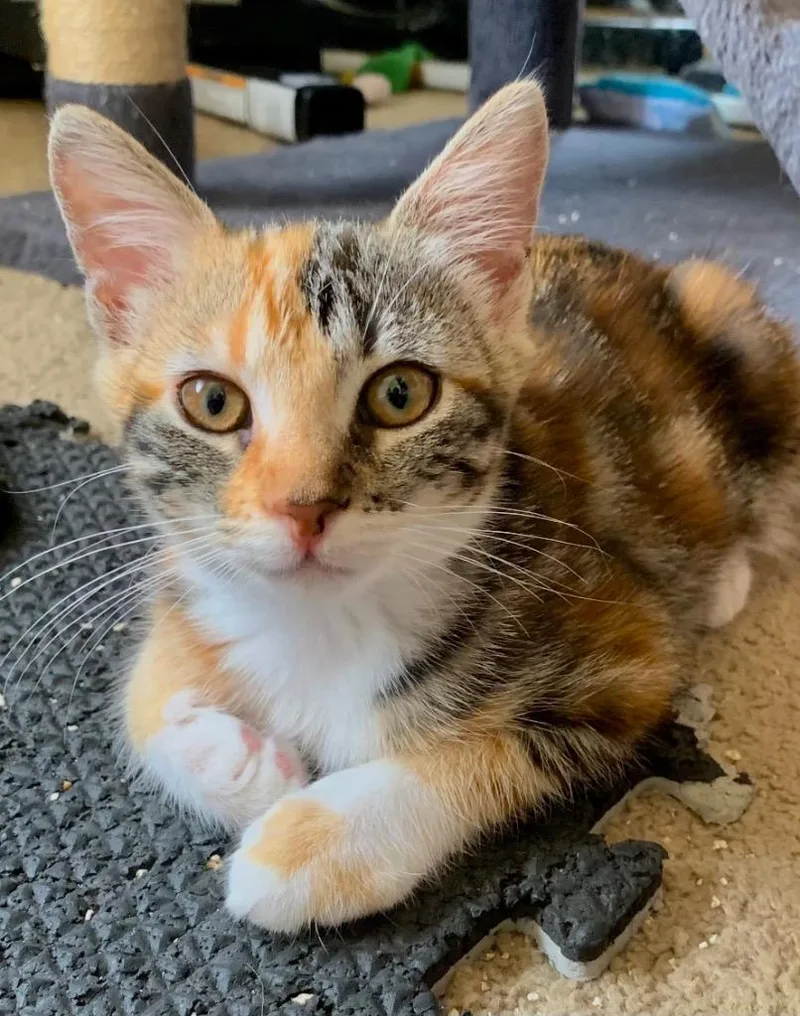 A baby medium-sized female Tabby cat named Rhonda for adoption in San Pedro, CA