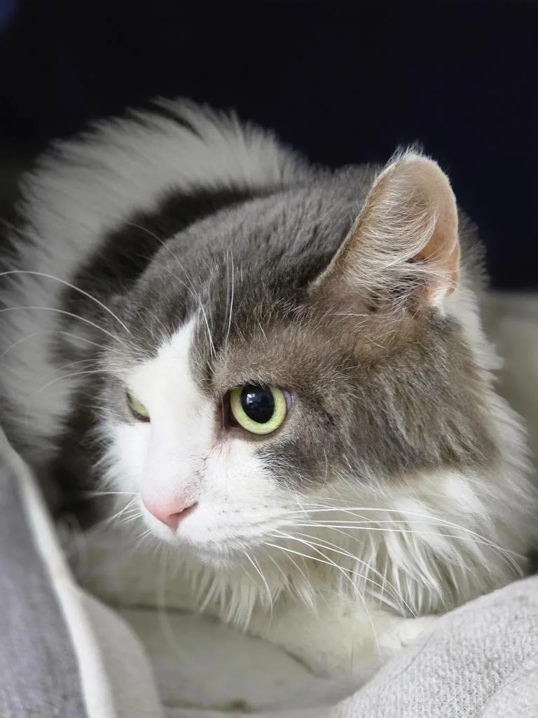 A senior medium-sized male Domestic Long Hair cat named Geo for adoption in Huntington, IN