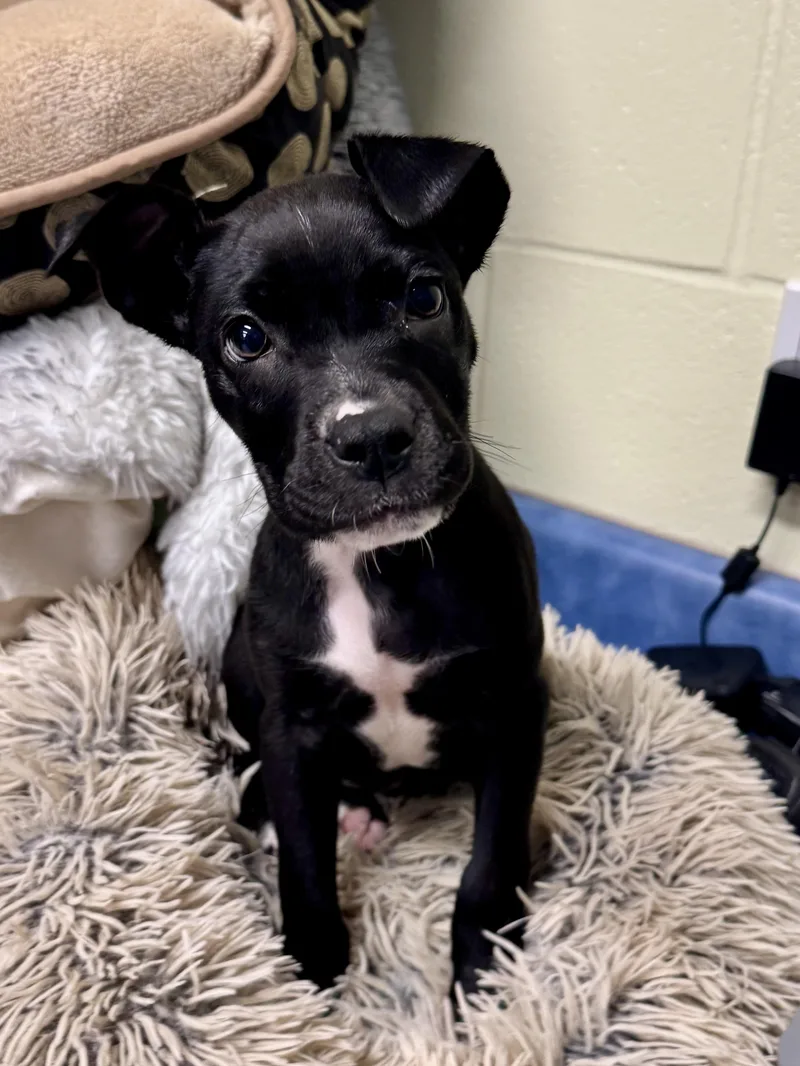 A baby medium-sized female Black Mixed Breed dog named Flare for adoption in St. Joseph, MI