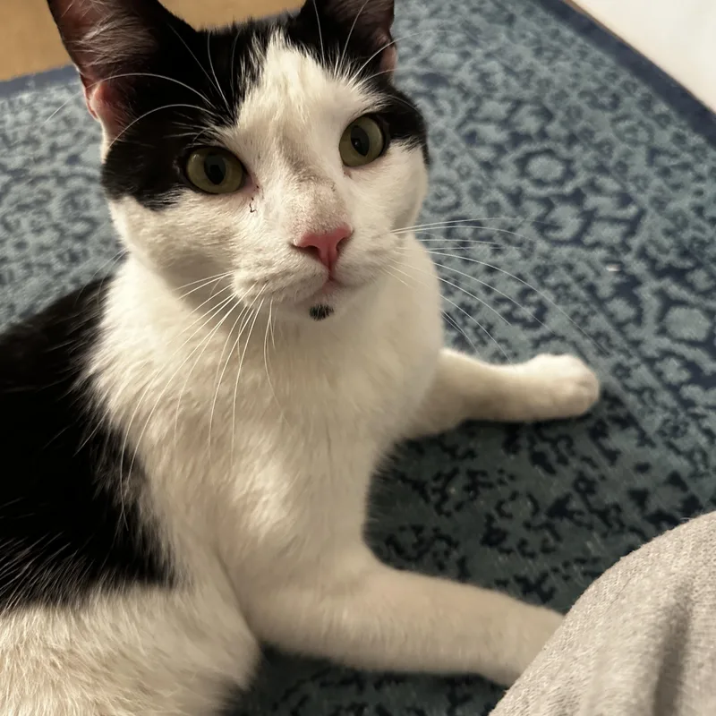 An adult medium-sized male Black & White / Tuxedo Domestic Short Hair cat named Cooper for adoption in Sherman Oaks, CA