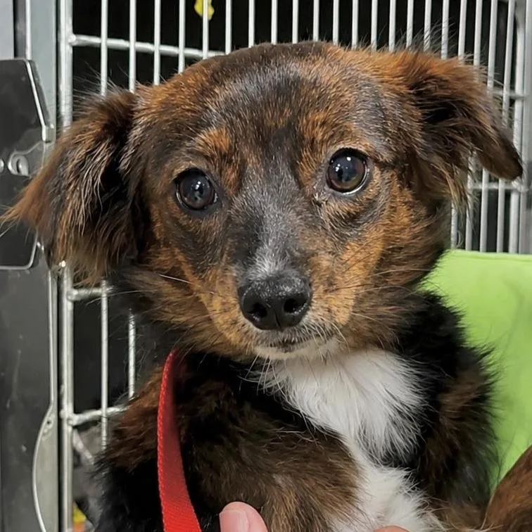 An adult small-sized female Black Chihuahua dog named America for adoption in Tampa, FL