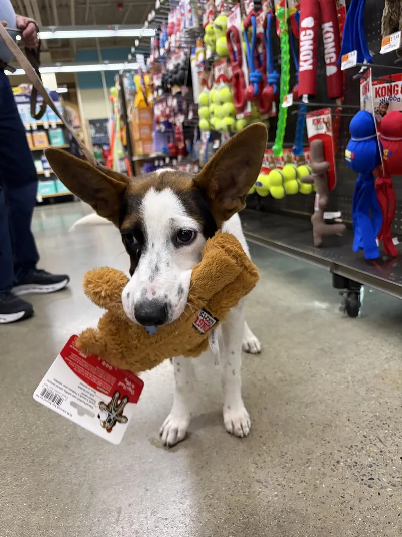 A baby medium-sized female Mixed Breed dog named TinTin for adoption in Pembroke, MA