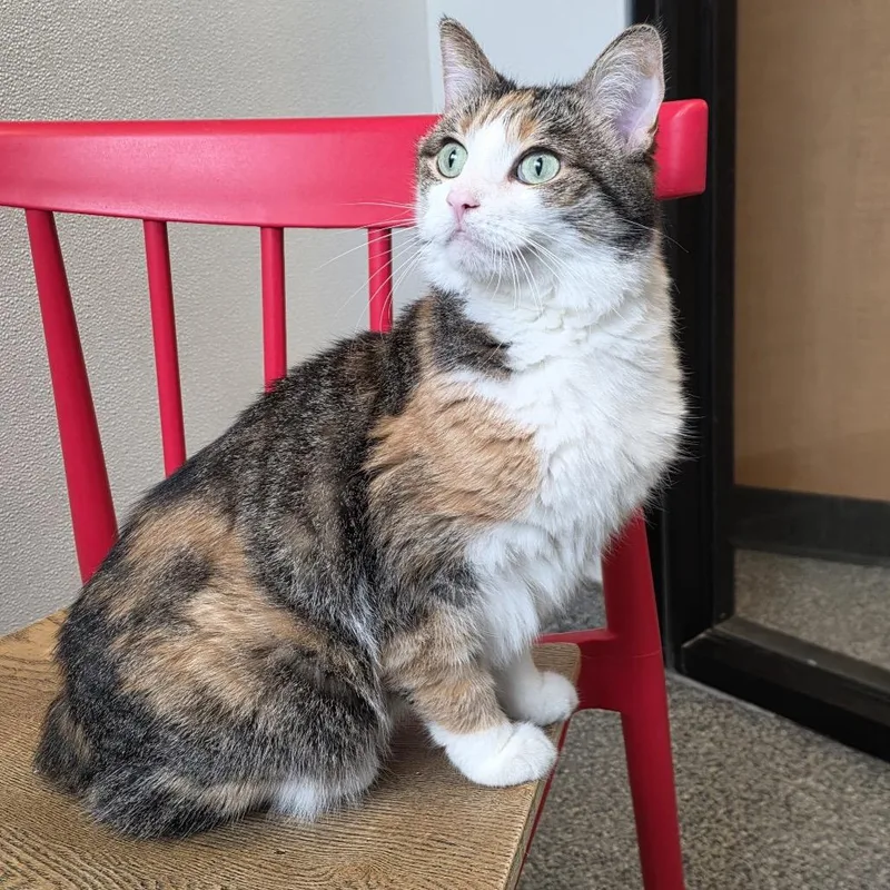A senior medium-sized female Brown / Chocolate Domestic Short Hair cat named BunBun for adoption in Hinsdale, IL