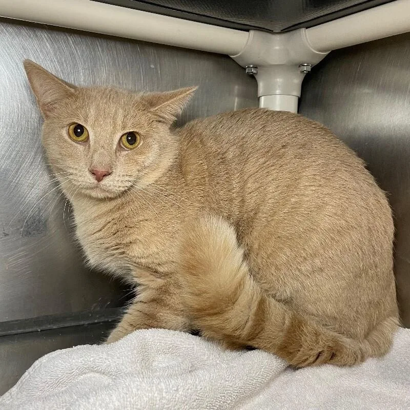 An adult medium-sized male Domestic Short Hair cat named Oberon for adoption in Roanoke, VA