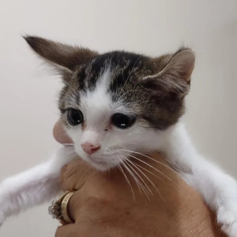 A baby small-sized male Brown / Chocolate Domestic Short Hair cat named Levi for adoption in Upland, CA