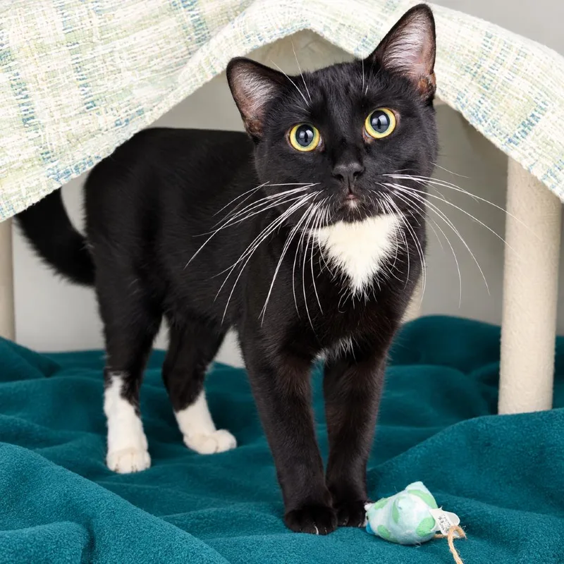 An adult small-sized male Black Domestic Short Hair cat named Bambino for adoption in Hopkinton, MA