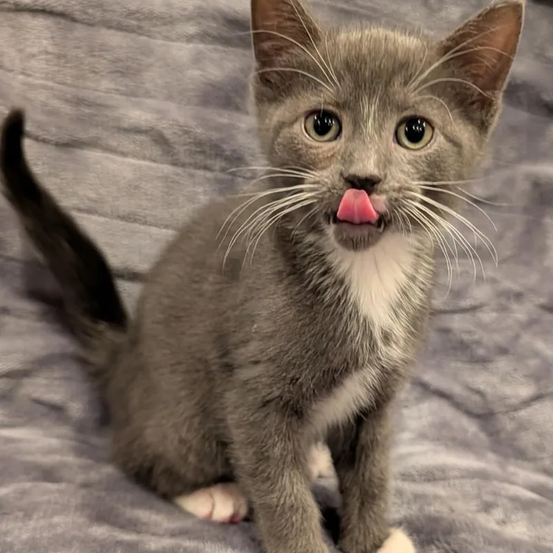 A baby small-sized male Gray / Blue / Silver Domestic Short Hair cat named Puffy for adoption in Oceanside, NY