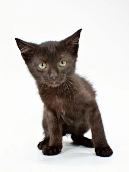 A baby small-sized male Domestic Short Hair cat named Cedar for adoption in Morton Grove, IL
