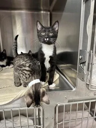 A baby small-sized male Domestic Short Hair cat named Oliver $ @ Petco for adoption in Seneca, SC