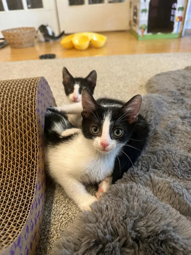 A baby medium-sized male Black & White / Tuxedo Domestic Short Hair cat named Checkers & Jenga for adoption in Lemoyne, PA
