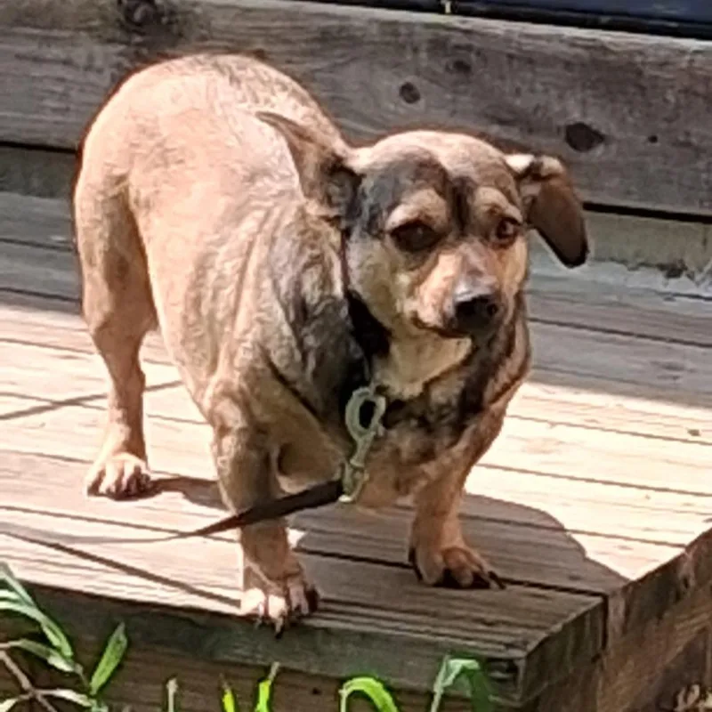 Otis