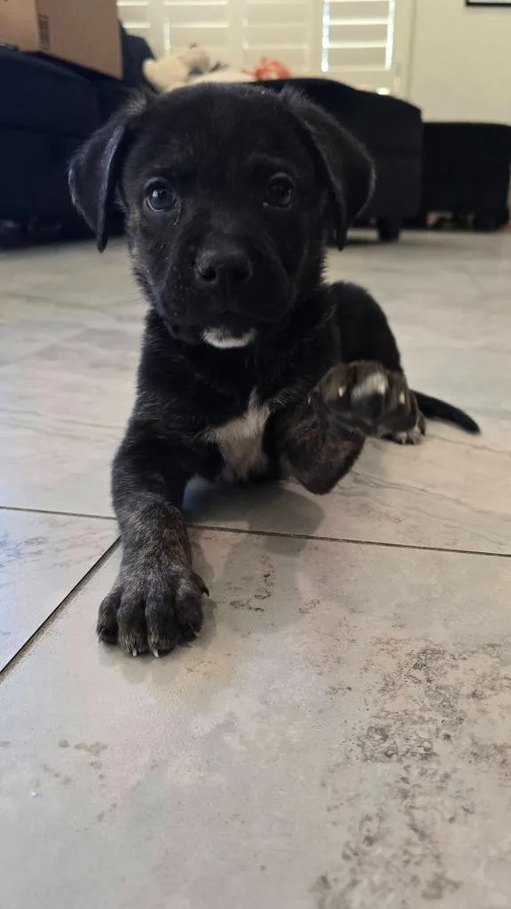 A baby small-sized male Mixed Breed dog named George for adoption in Mesa, AZ