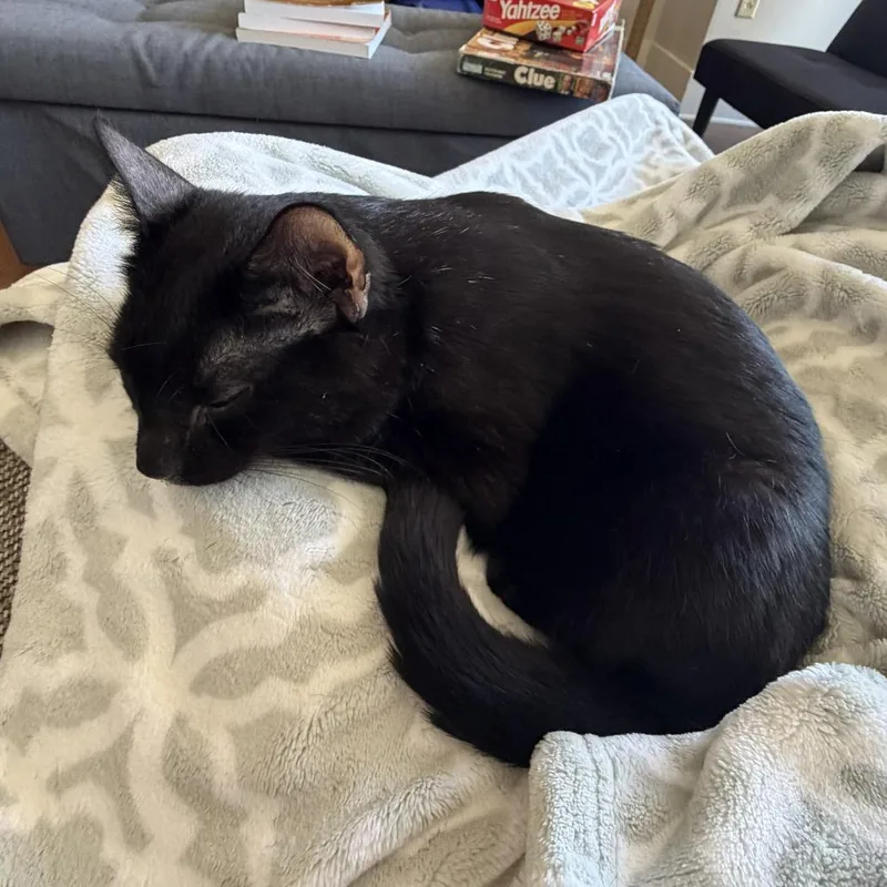An adult large-sized male Domestic Short Hair cat named Goober for adoption in Middleton, WI