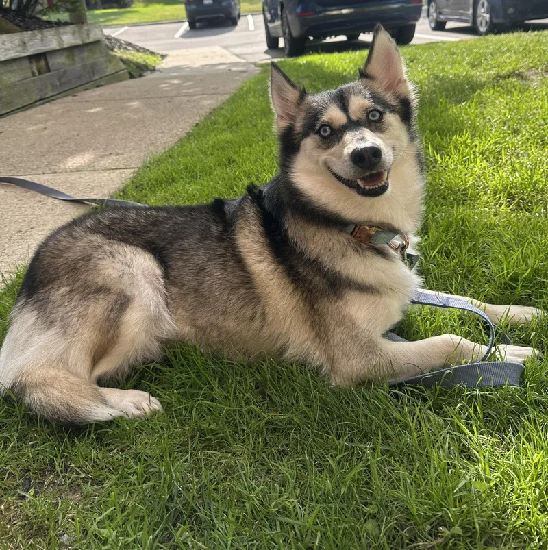 Nova