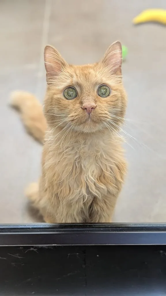 Finnegan