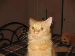 Finnegan thumbnail 2