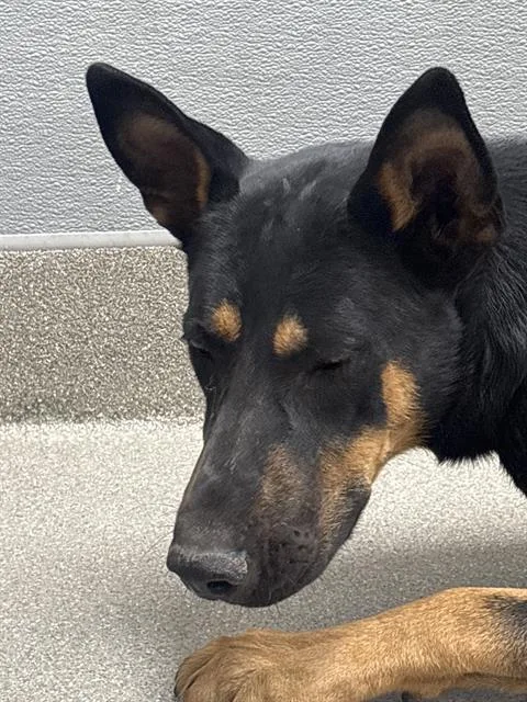 A young large-sized male German Shepherd Dog dog named Rikki for adoption in Las Vegas, NV