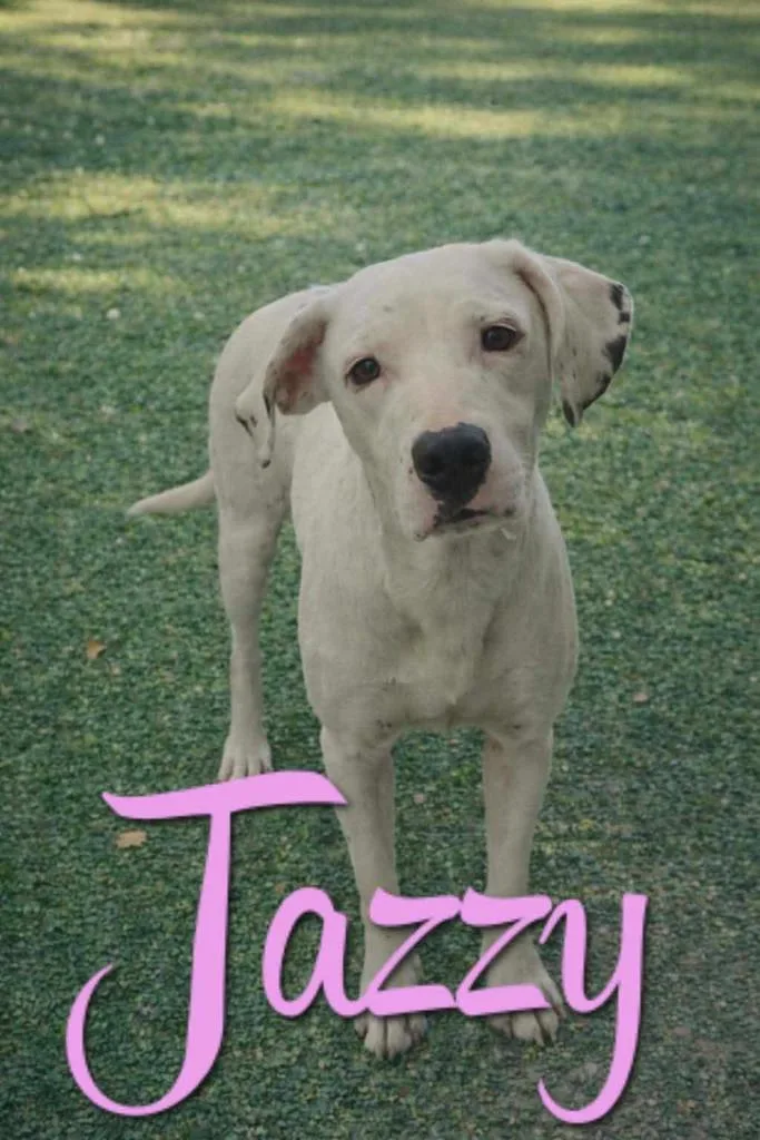 An adult large-sized female Pit Bull Terrier dog named Jazzy for adoption in Livingston, LA
