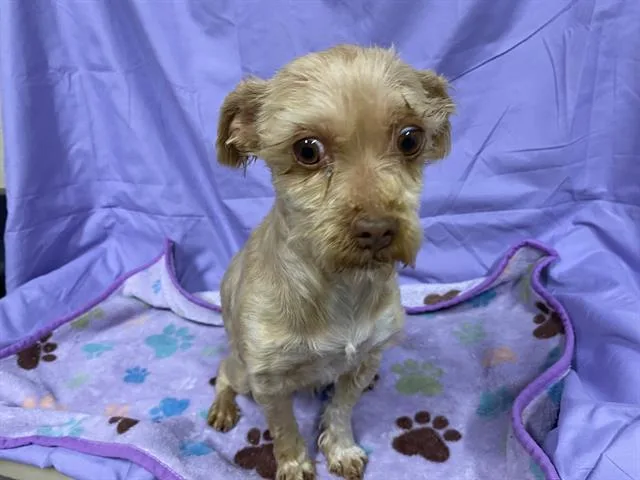 An adult small-sized female Norfolk Terrier dog named A for adoption in Modesto, CA