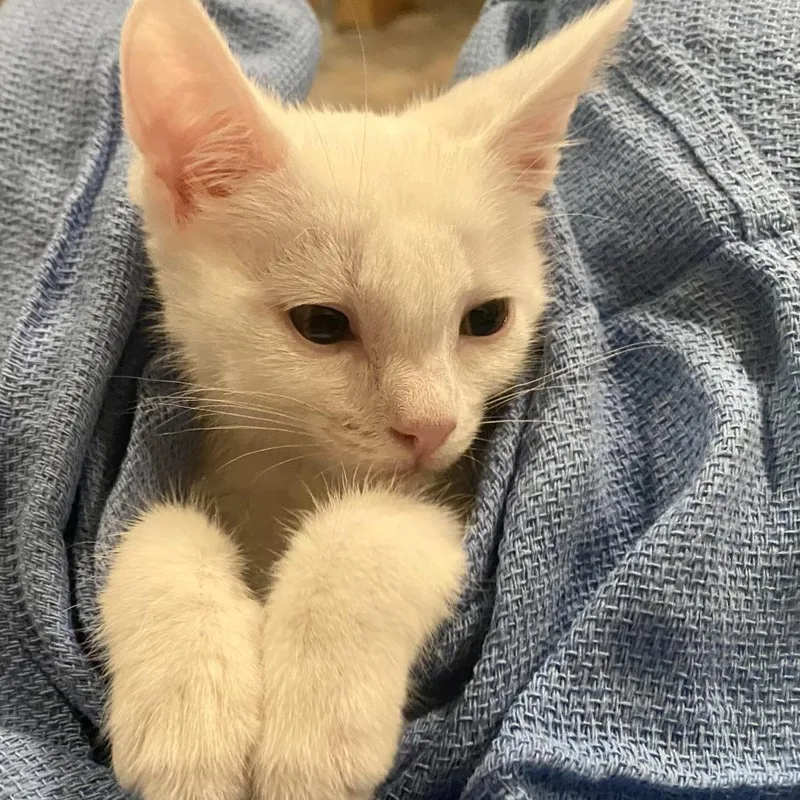 A baby small-sized male White Domestic Short Hair cat named Lychee for adoption in Riverside, CA