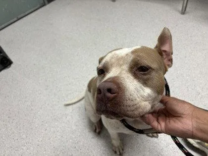 A senior large-sized female Pit Bull Terrier dog named Fae for adoption in Oakland, CA