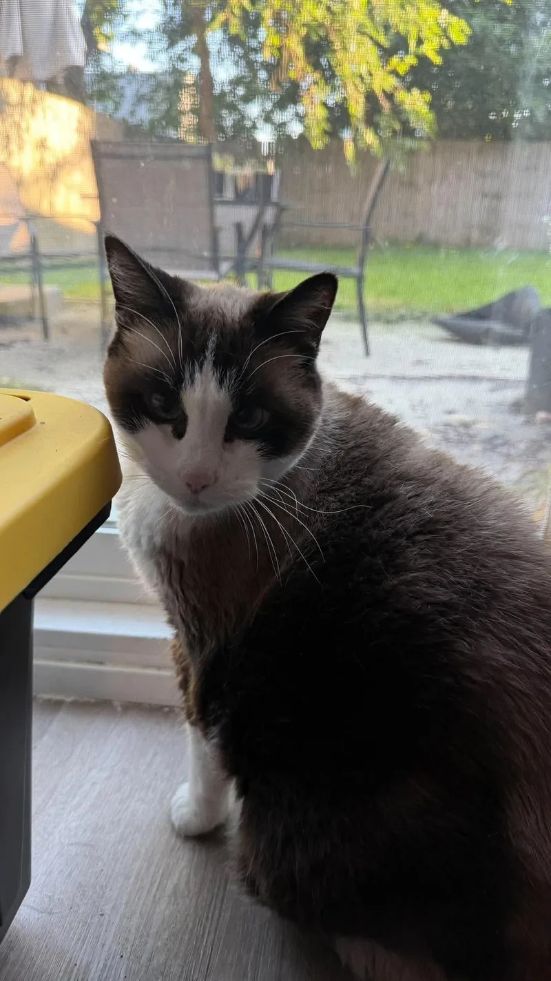 A senior large-sized female Domestic Short Hair cat named Tinkerbell for adoption in Royal Oak, MI