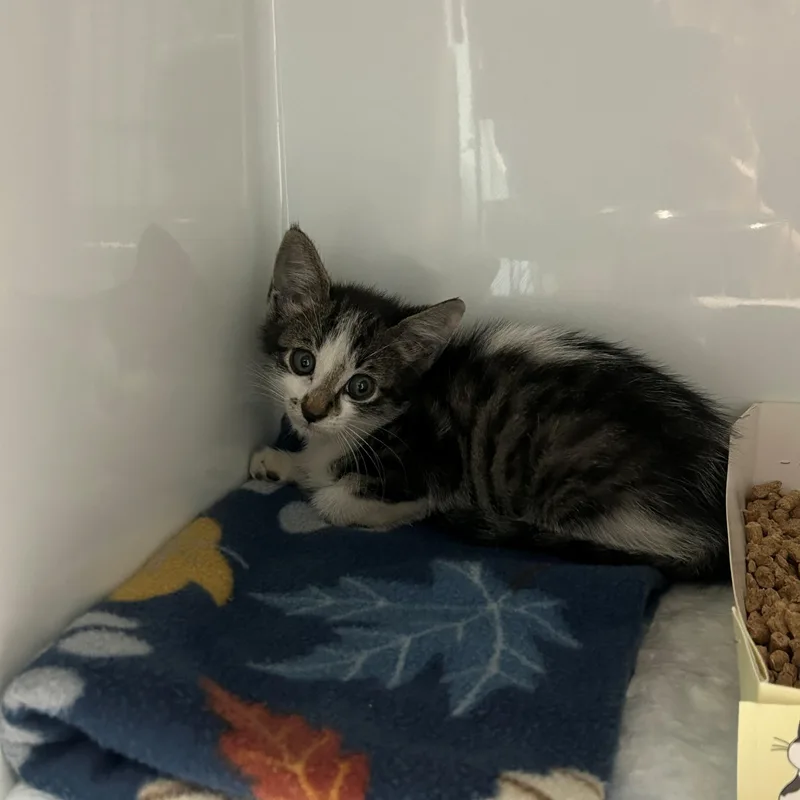 A baby small-sized female Domestic Medium Hair cat named Denali for adoption in Margate, FL